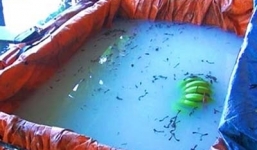 Hành tung bí hiểm của người đàn ông buôn chuối tẩm hóa chất